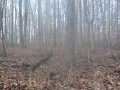 Cameron's First Deer.wmv