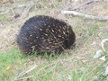 Bumbling Echidna