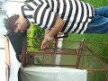 video balao bebado 02