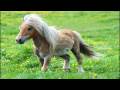 Spicy Pony Head