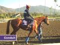 2009 Breeders' Cup action from Clockers Corner  at Oak Tree Santa Anita.