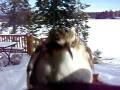 videos de My Little Birdy Friend