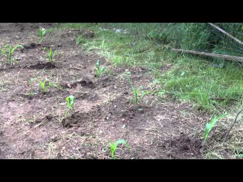 how to replant corn