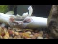 Piranha Eats a Live Eel