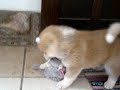 Yuki - Nova moradora da família Rosa