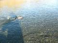 videos de Male Dolly Varden with spawning colors
