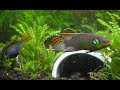 Pelvicachromis taeniatus moliwe