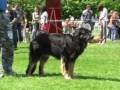 Speciální výstava hovawartů, Kroměříž - 10.5.2008