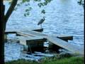 Wild Life with Swans added
