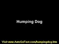 Humping Dog, Humping Dog USB Drive, Humping Dog Video