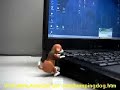 Humping Dog, Humping Dog USB Drive, Humping Dog Video