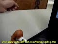 Humping Dog, Humping Dog USB Drive, Humping Dog Video