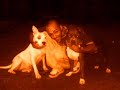 Baby Brown Ft. Dirrty (The Pitt) Dog - Du Hund Baby Brown Ft. Dirrty (The Pitt) Dog - Du Hund