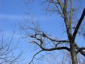 Hawk Attacks Squirrel in Wurster Park Hawk Attacks Squirrel in Wurster Park