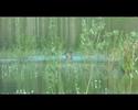 Eurasian curlew - Wulp