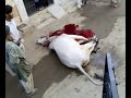 Eid Ul Adha in Karachi Moiz and Aleem Part 4