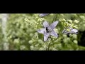 Kleine klokjesbij op klokje/campanula betere versie