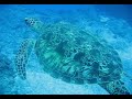 Green sea turtle outside of Grotto. Green sea turtle outside of Grotto.