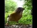 Futterh�uschen, Finken? und Blauh�her [Finch? und Bluejay]