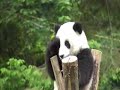 Baby Pandas Doing Their Thing