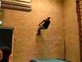 Monkey-Urban-Style