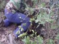 Hico Boar Capture