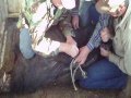 Hico Boar Capture