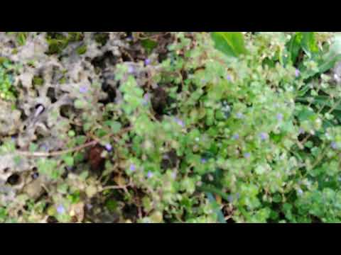 LG V30 4K Sample Video 2
