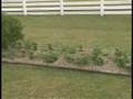 Perelandra Virtual Garden Tour (F: Insect Sanctuary)