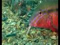 Goat Fish feeding in Port Phillip Bay Victoria Australia