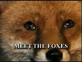 urban red fox: meet the foxes   part 1 of 6