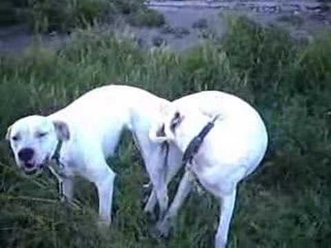 dogs mating. Dogo Argentino,dogs mating