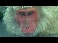 the corporation: documentary trailer