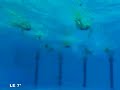 natation :  les championnats de france auront lieu � angers - angers - suite au d�sistement de lyon, angers accueillera les championnats de france en petit bassin, du 05 au 07 d�cembre 2008.la vedette de la comp�tition sera sans nul doute le m�daill� alain bernard.en revanche, la participation de laure manaudou est incertaine.. (pour obtenir les droits d?exploitation commerciale de cette vid�o, veuillez contacter contact@wizdeo.com)