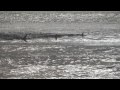 Hurricane Wild Bill