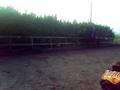 horse power