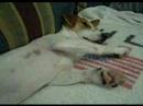 Milo.. wake up!!