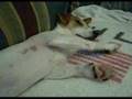 Milo.. wake up!!