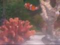 my satwater aquarium