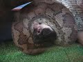Guinea Pig being Fed to Reginald - the python