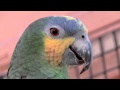 The Truth about Parrots