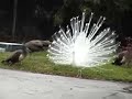 Albino Peacock's Sentimental Waltz to Mate  Pneumonia Lungs and Breathing