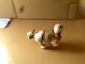 ?????shih tzu