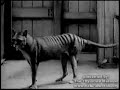 Mystery Creature - Thylacine update Mystery Creature - Thylacine update