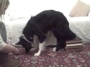 Clicker Train - Back Leg Trick