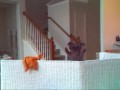 Mow-Mow and Wuf-Wuf: Nervous System