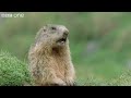 funny talking animals walk on the wild side preview bbc one