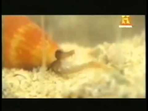 El animal mas venenoso del mundo: El caracol cónico