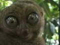 videos de staring contest?