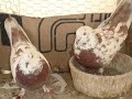 Iranian Kaftar Part 5 By Sammy Iranian Kaftar Part 5 By Sammy